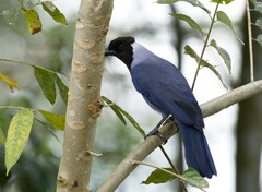 Cyanocorax violaceus
