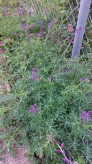 Lupinus truncatus