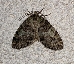 Hydriomena nubilofasciata