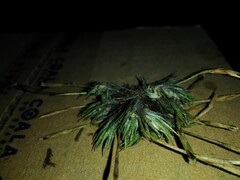 Tillandsia tricholepis