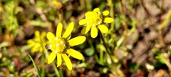 Blennosperma nanum