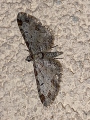 Eupithecia zelmira