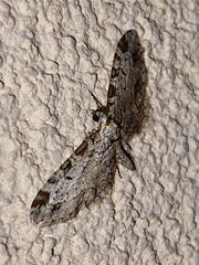 Eupithecia zelmira
