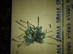 Tillandsia tricholepis
