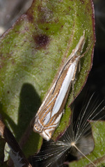 Crambus pascuella