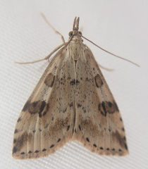 Udea washingtonalis