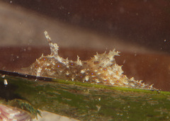 Stylocheilus striatus