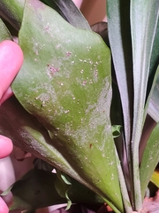 Pinnaspis aspidistrae