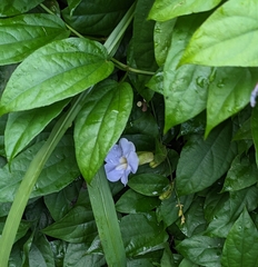 Thunbergia laurifolia