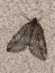 Hydriomena nubilofasciata