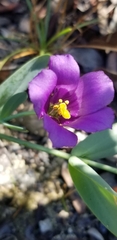 Eustoma
