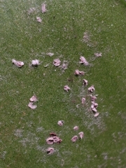 Pinnaspis aspidistrae