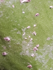 Pinnaspis aspidistrae