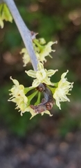 Forestiera segregata