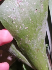 Pinnaspis aspidistrae