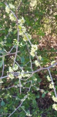 Forestiera segregata