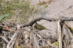 Leiothlypis celata