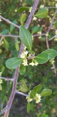 Forestiera segregata
