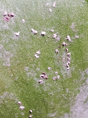 Pinnaspis aspidistrae