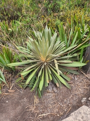 Espeletia corymbosa
