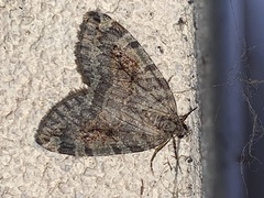 Hydriomena nubilofasciata