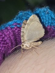 Hydriomena nubilofasciata