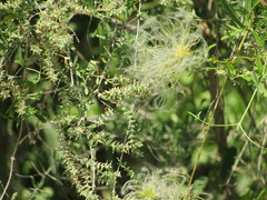 Clematis bonariensis