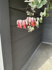 Kalanchoe marnieriana
