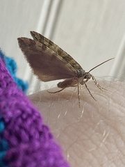 Hydriomena nubilofasciata