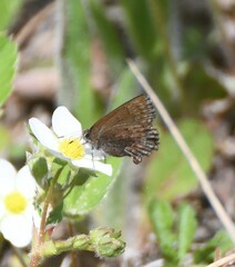 Callophrys polios