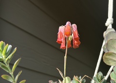 Kalanchoe marnieriana