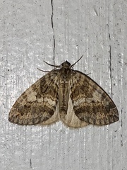 Hydriomena nubilofasciata