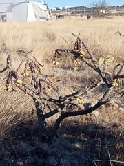 Cylindropuntia imbricata