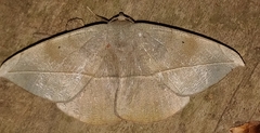 Oxydia vesulia