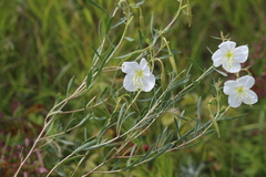 Oenothera nuttallii