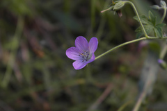 Geranium collinum