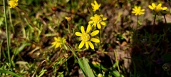 Blennosperma nanum