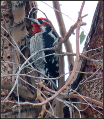 Sphyrapicus ruber × nuchalis