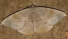 Oxydia vesulia