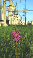 Verbascum phoeniceum