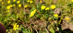 Blennosperma nanum