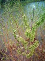 Salix cinerea