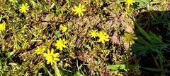 Blennosperma nanum