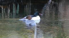 Mergus merganser merganser