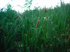 Carex melanostachya