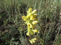 Linaria biebersteinii