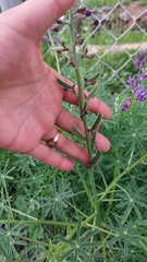 Lupinus truncatus