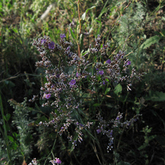 Limonium gmelinii