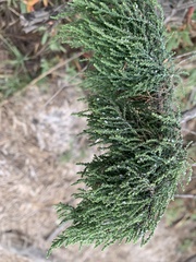Tamarix chinensis