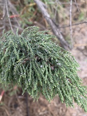 Tamarix chinensis